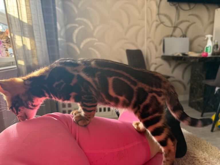 Beautiful Bengal Kittens Available! ️ - Image 3 of 4