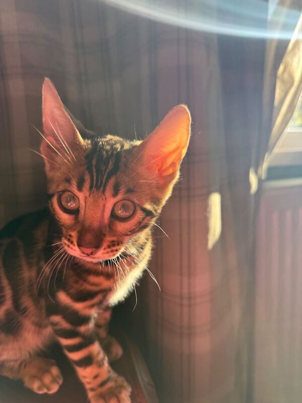 Beautiful Bengal Kittens Available! ️ - Image 4 of 4