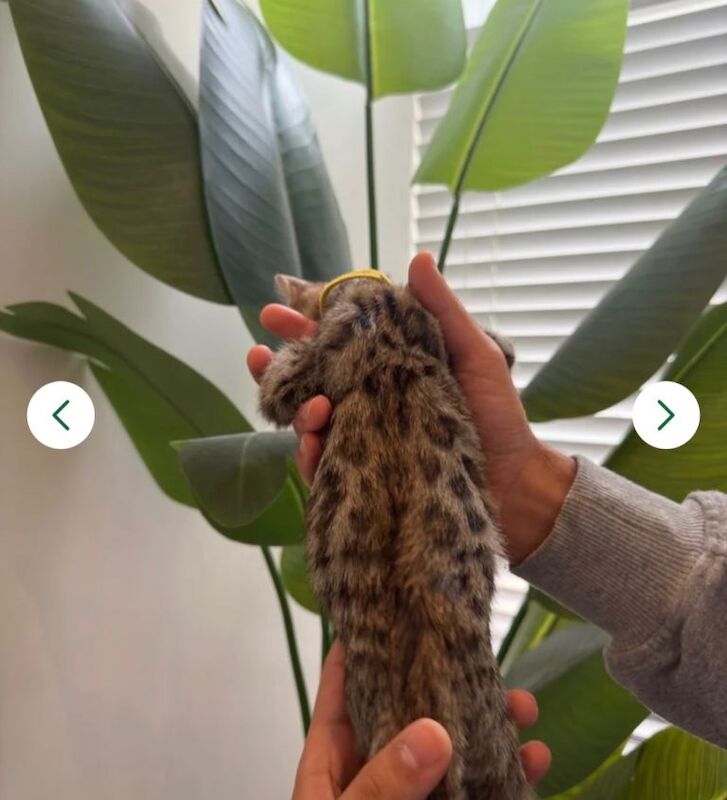 Beautiful Bengal kittens looking for loving forever homes.