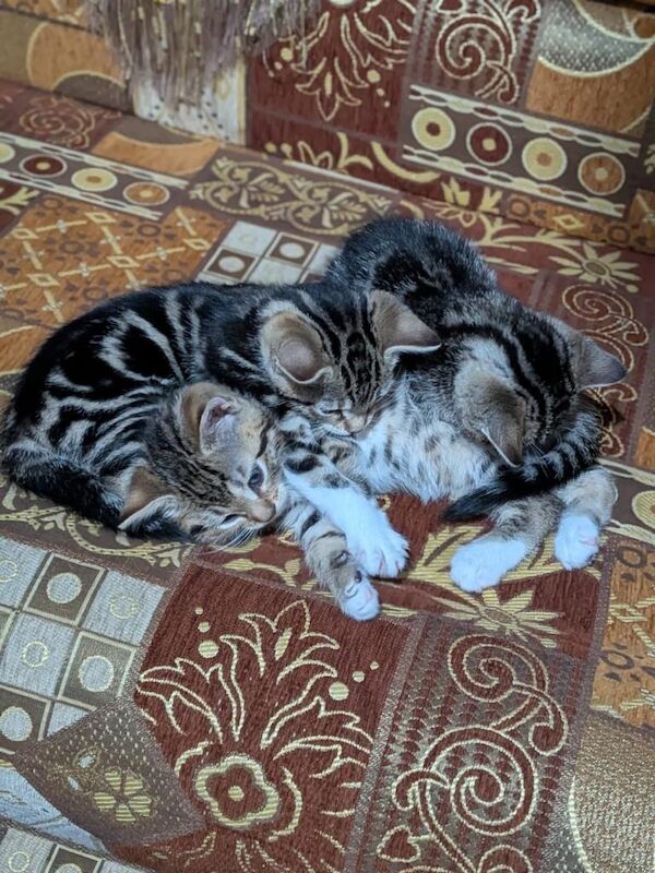 Bengal kittens for sale in Colindale, Greater London – 10 weeks old