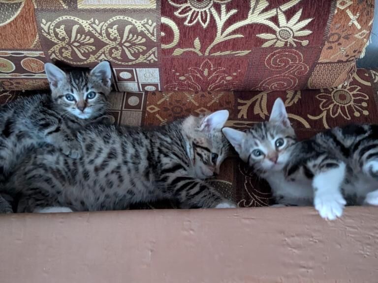 Bengal kittens for sale in Colindale, Greater London – 7 weeks old - Image 2 of 3