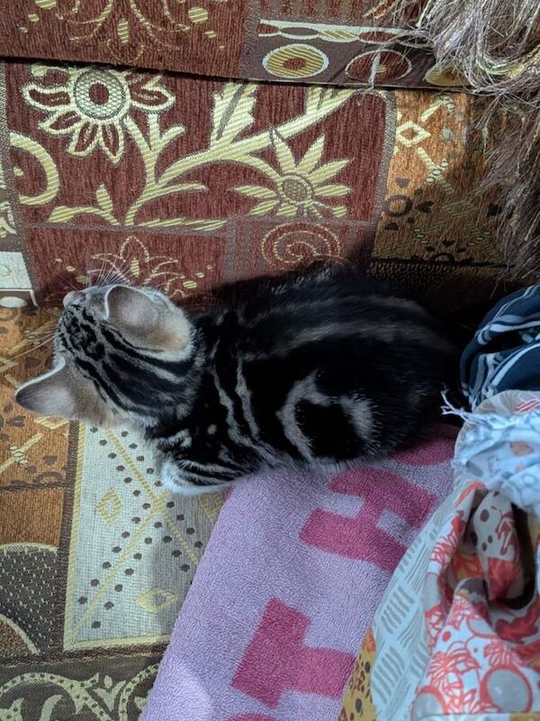 Bengal kittens for sale in Colindale, Greater London – 7 weeks old - Image 3 of 3