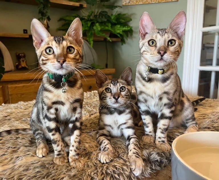 Bengal kittens for sale in Southmead, Bristol – 3 months old