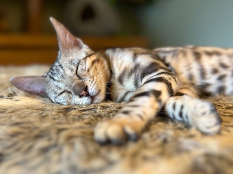 Bengal kittens for sale in Southmead, Bristol – 3 months old - Image 2 of 3