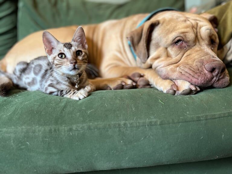 Bengal kittens for sale in Southmead, Bristol – 3 months old - Image 3 of 3