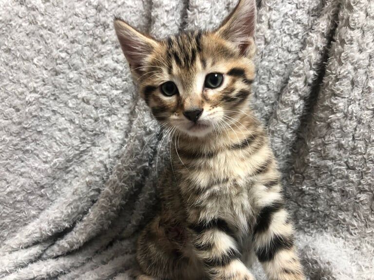 Beautiful Bengal Male 8 weeks old kitten for sale in Wanstead, Greater London