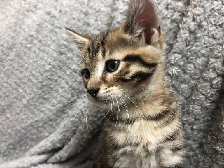Beautiful Bengal Male 8 weeks old kitten for sale in Wanstead, Greater London | Image 2