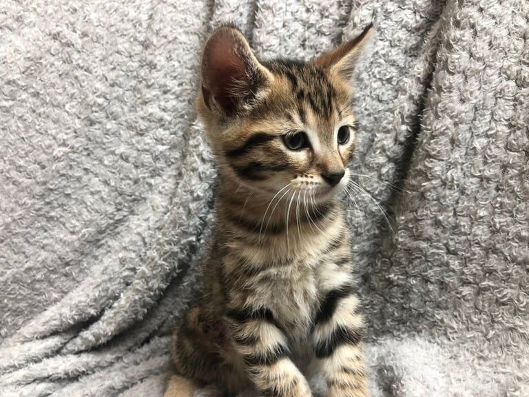 Beautiful Bengal Male 8 weeks old kitten for sale in Wanstead, Greater London | Image 3