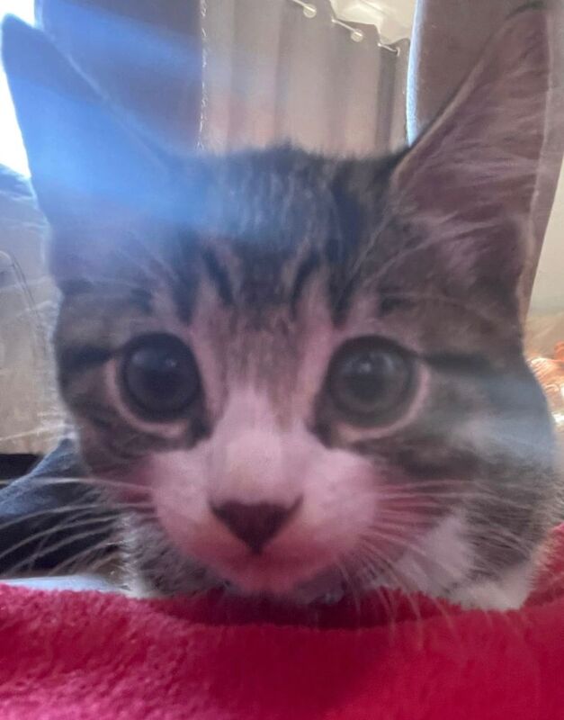 Bengal Kittens For Sale
