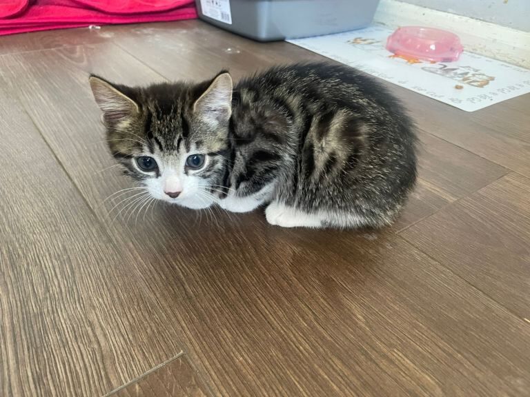 Beautiful Bengal Male Kitten - Image 2 of 4