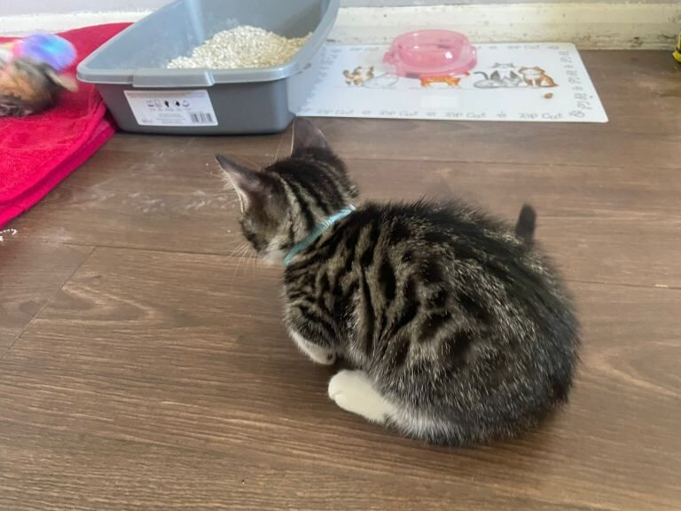 Beautiful Bengal Male Kitten - Image 3 of 4