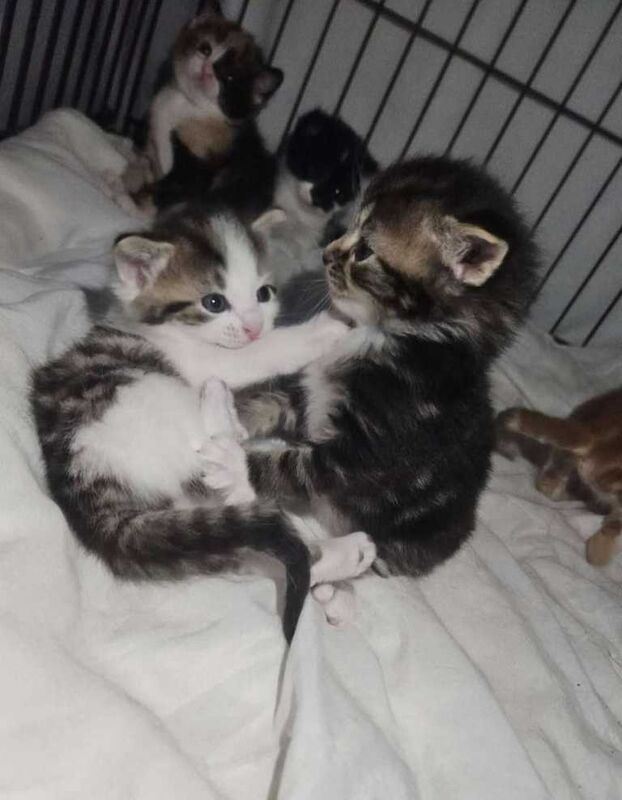 Bengal Kittens For Sale Under £300
