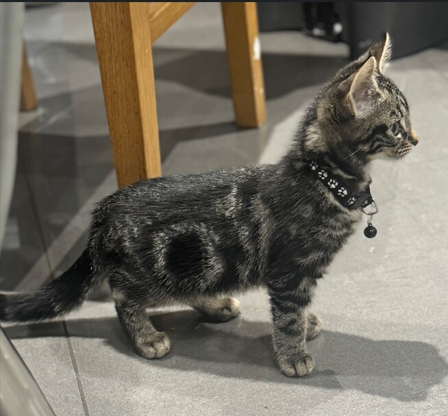 Bengal kittens for sale in Croydon, London – 3 months old