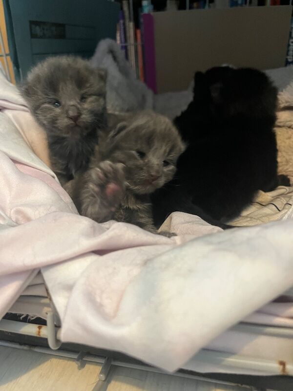 Beautiful Bengal X kittens - Image 5 of 12
