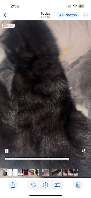 Beautiful Bengal X kittens - Image 8 of 12