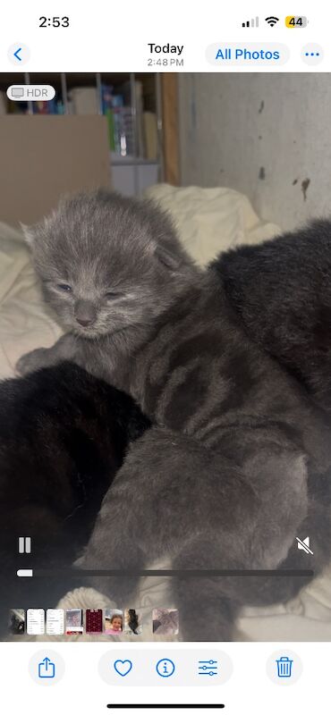 Beautiful Bengal X kittens - Image 9 of 12
