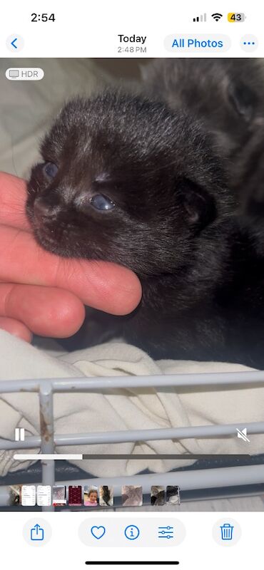 Beautiful Bengal X kittens - Image 12 of 12
