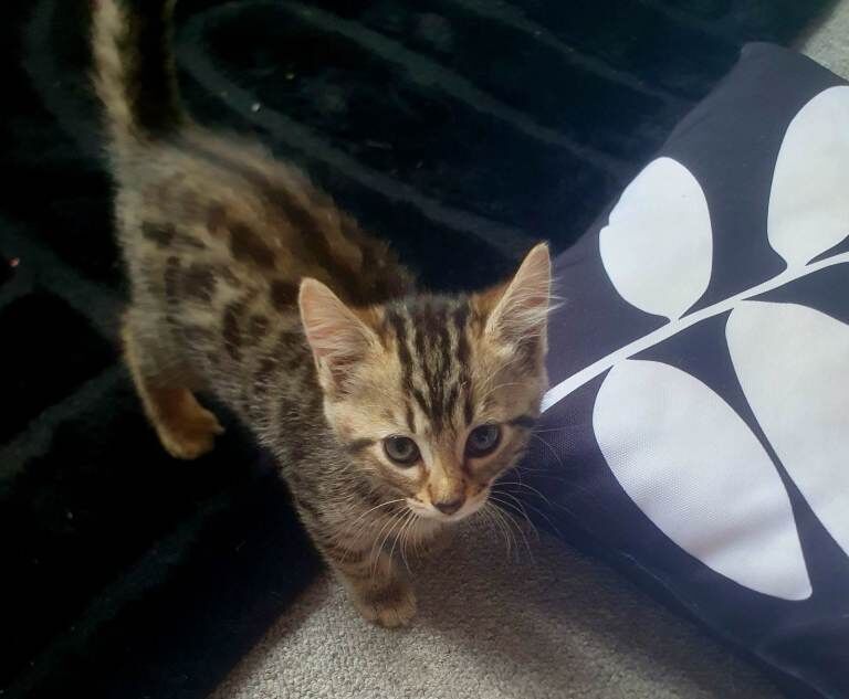 Beautiful Bengal X Kittens Looking for a loving new Home
