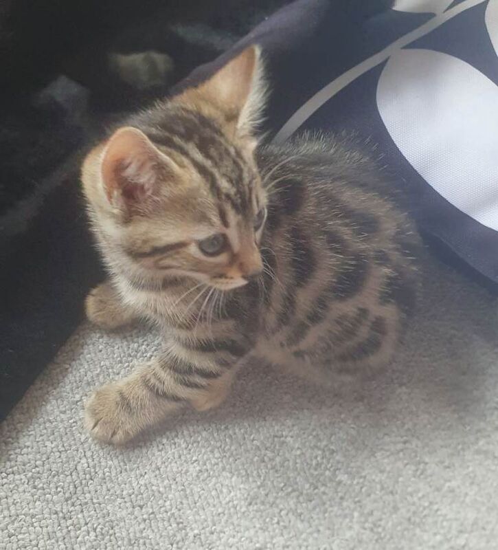 Beautiful Bengal X Kittens Looking for a loving new Home - Image 2 of 6