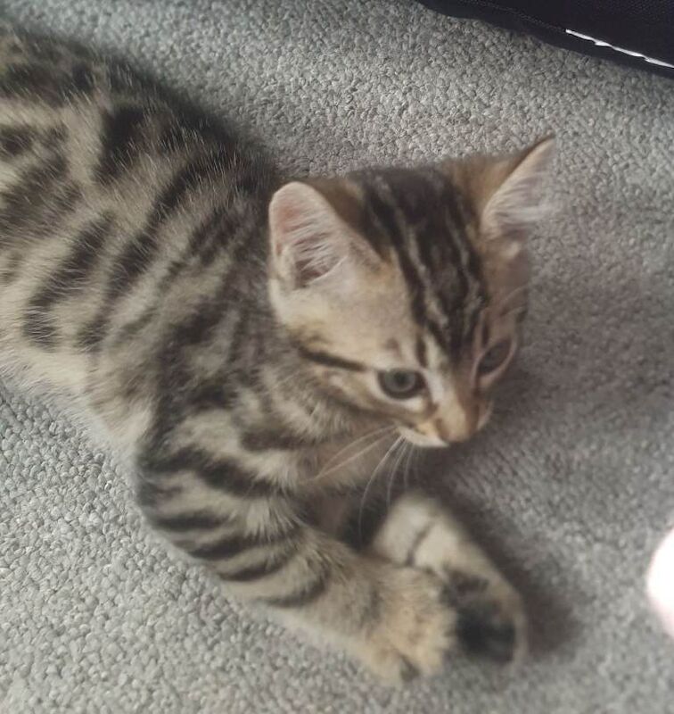 Beautiful Bengal X Kittens Looking for a loving new Home - Image 3 of 6