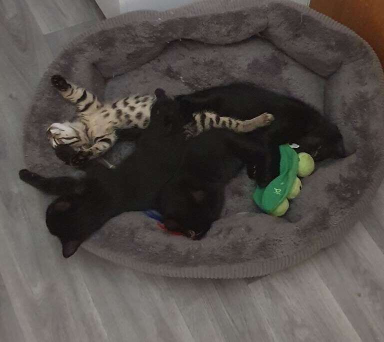 Beautiful Bengal X Kittens Looking for a loving new Home - Image 4 of 6