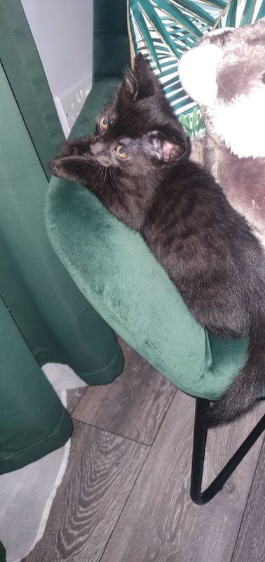 Bengal kittens for sale in Lincoln, Lincolnshire – 11 weeks old