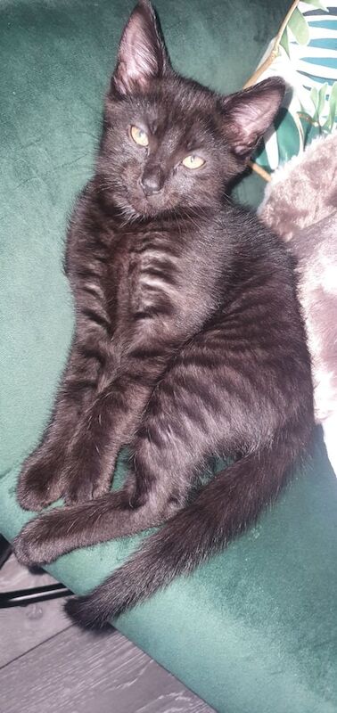 Bengal kittens for sale in Lincoln, Lincolnshire – 11 weeks old - Image 2 of 3