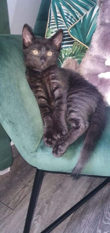 Bengal kittens for sale in Lincoln, Lincolnshire – 11 weeks old - Image 3 of 3