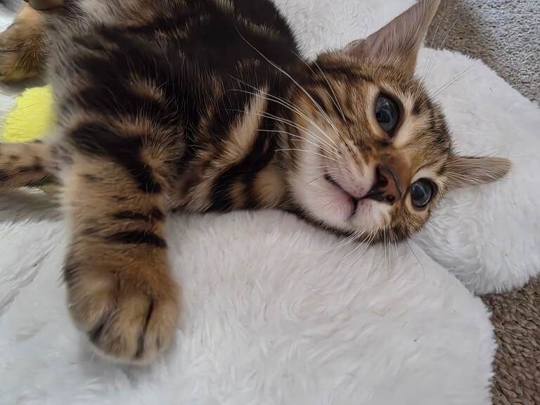 Bengal kittens for sale in Southampton, Hampshire – 3 months old