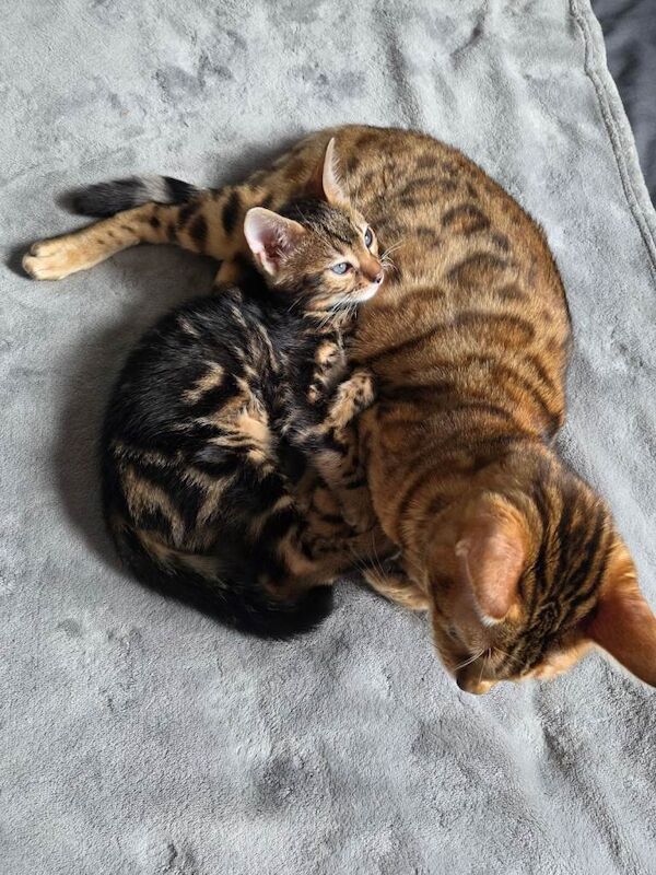 Bengal kittens for sale in Southampton, Hampshire – 3 months old - Image 2 of 3