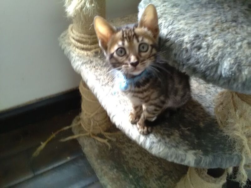 Bengal kittens for sale in Crawley West Sussex – 3 months old - Image 1 of 3