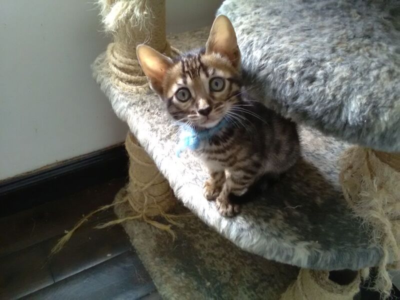 Bengal kittens for sale in Crawley West Sussex – 3 months old - Image 2 of 3