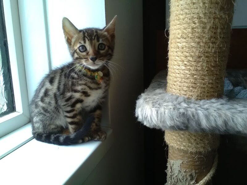 Bengal kittens for sale in Crawley West Sussex – 6 weeks old