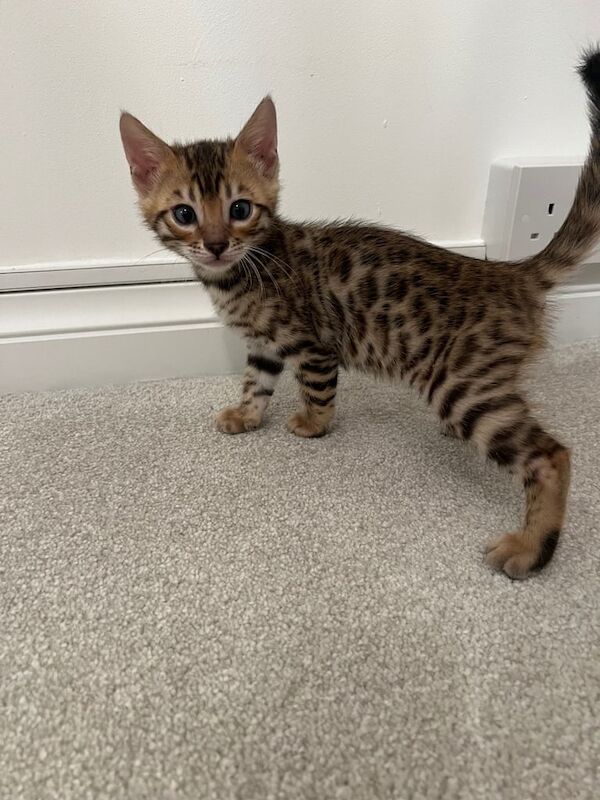 Bengal kittens for sale in Castle Bromwich, West Midlands – 6 weeks old