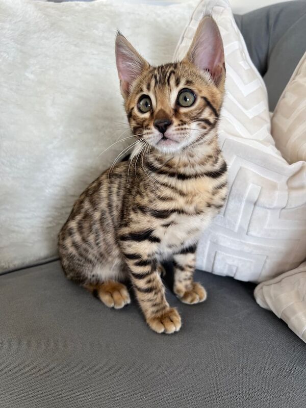 Bengal kittens for sale in Castle Bromwich, West Midlands – 6 weeks old - Image 2 of 3
