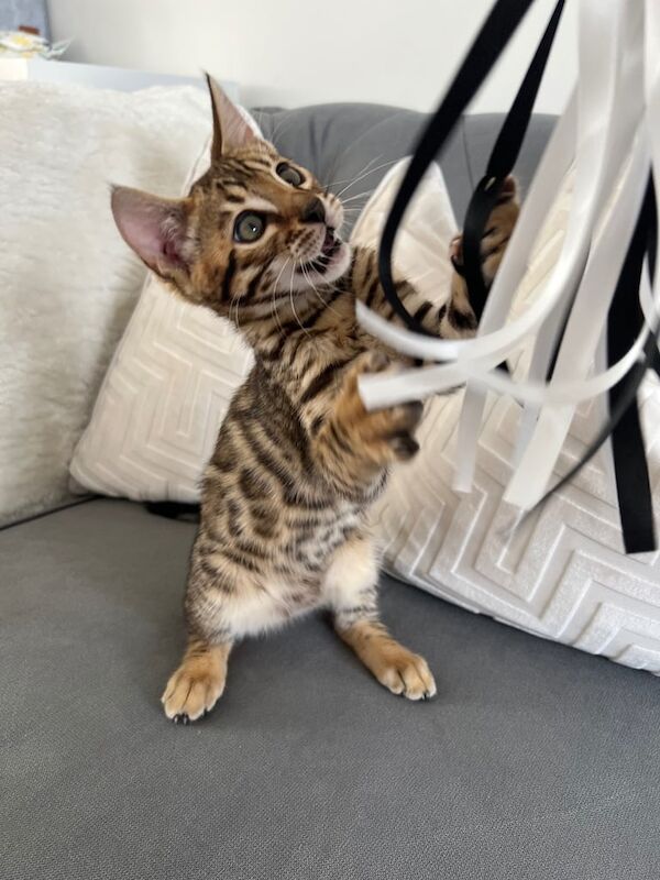 Bengal kittens for sale in Castle Bromwich, West Midlands – 6 weeks old - Image 3 of 3