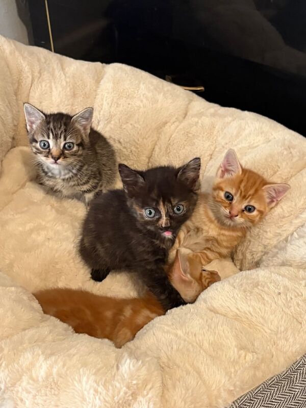 Bengal kittens for sale in Runcorn, Cheshire – 5 weeks old