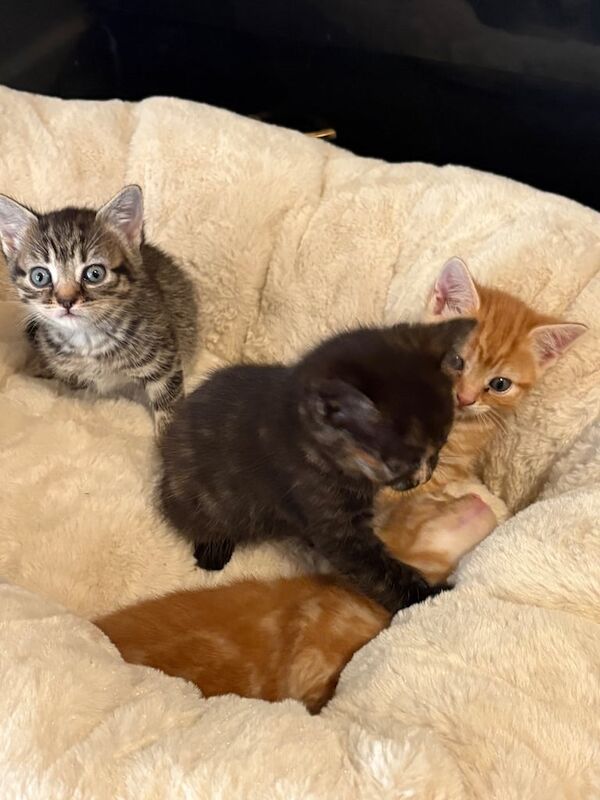 Bengal kittens for sale in Runcorn, Cheshire – 5 weeks old - Image 2 of 3
