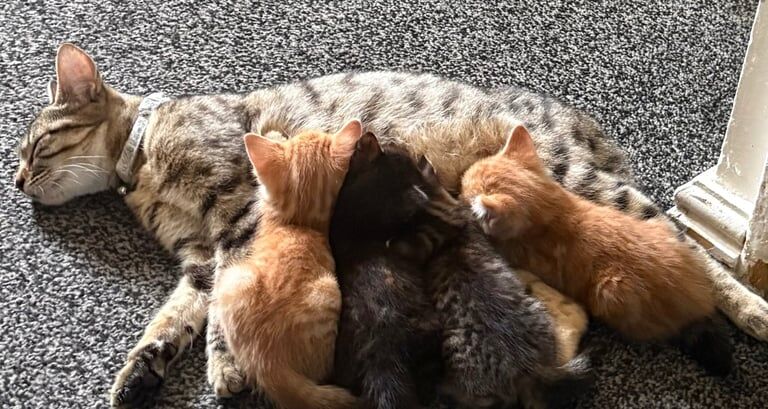 Bengal kittens for sale in Runcorn, Cheshire – 5 weeks old - Image 3 of 3