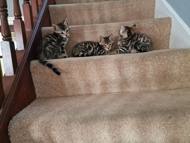 Bengal kittens for sale in Harrow, Greater London – 7 weeks old
