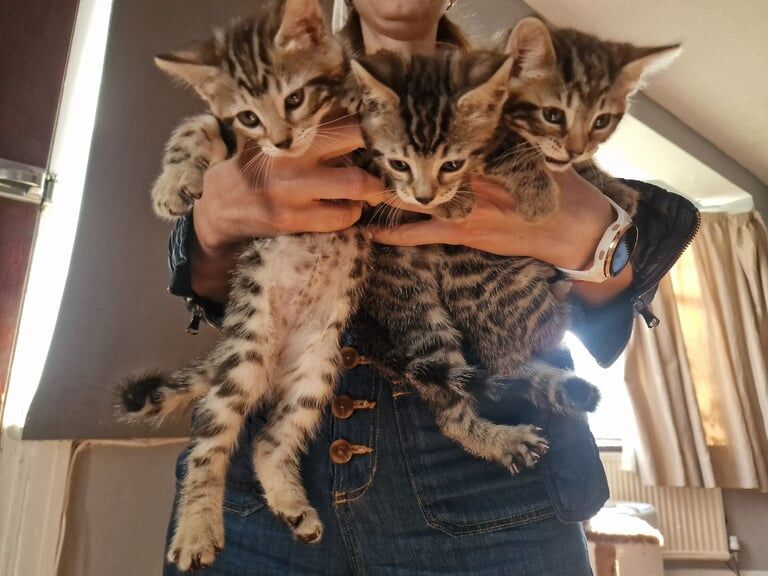 Bengal kittens for sale in Harrow, Greater London – 7 weeks old - Image 2 of 3