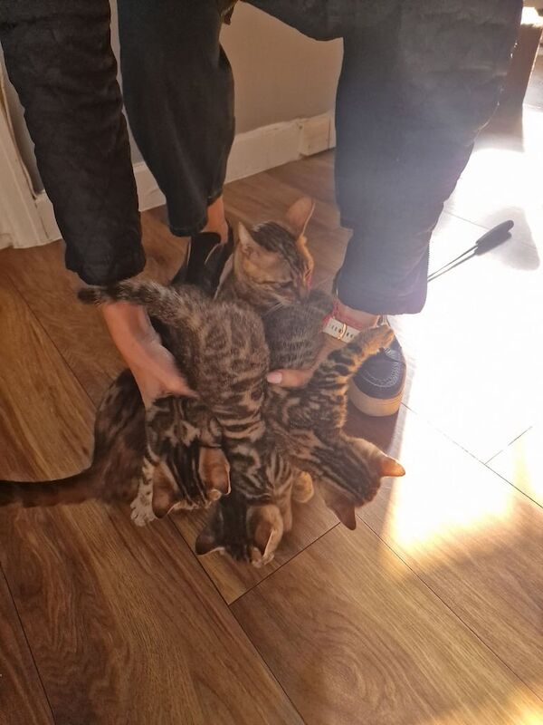 Bengal kittens for sale in Harrow, Greater London – 7 weeks old - Image 3 of 3