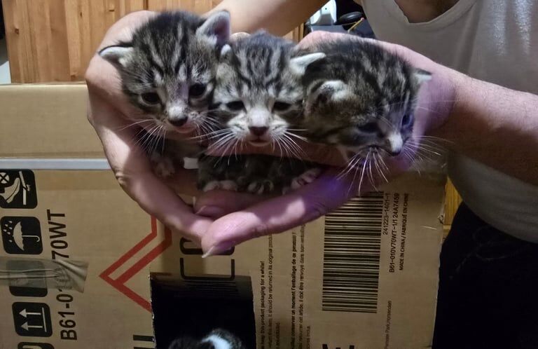 Beautiful Exotic Bengal Kitten For Sale in Harrow, Greater London | Image 2