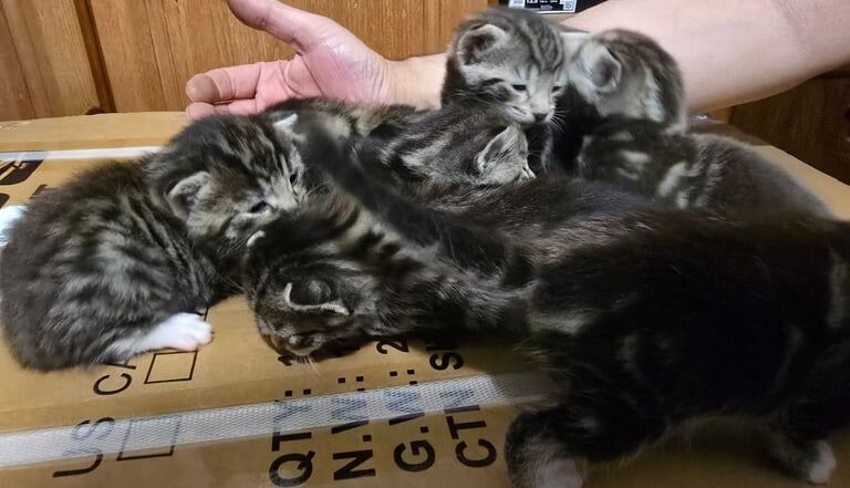 Beautiful Exotic Bengal Kitten For Sale in Harrow, Greater London | Image 3