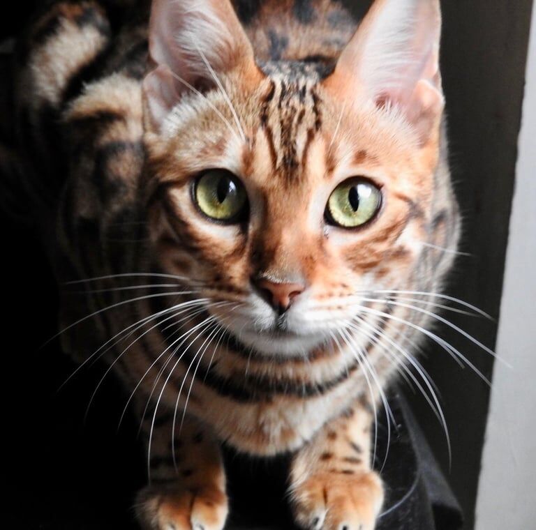 Bengal kittens for sale in Morden, Greater London – 2 years old