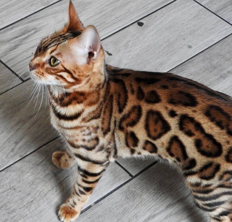 Bengal kittens for sale in Morden, Greater London – 2 years old - Image 2 of 3