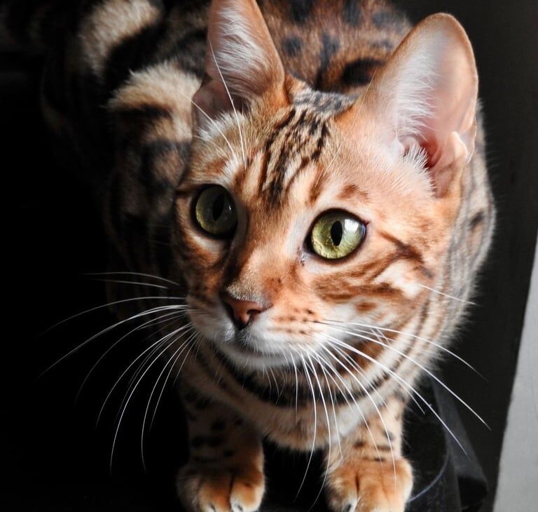 Bengal kittens for sale in Morden, Greater London – 2 years old - Image 3 of 3