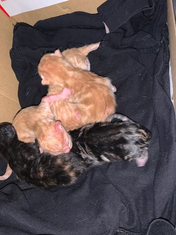 Bengal kittens for sale in Colnbrook, Berkshire – 2 days old