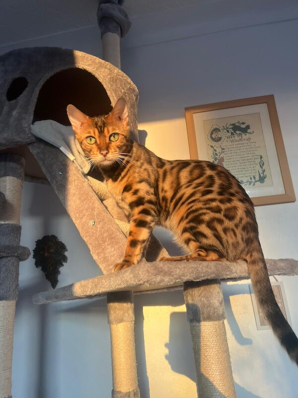 Beautiful glitter Bengal for sale