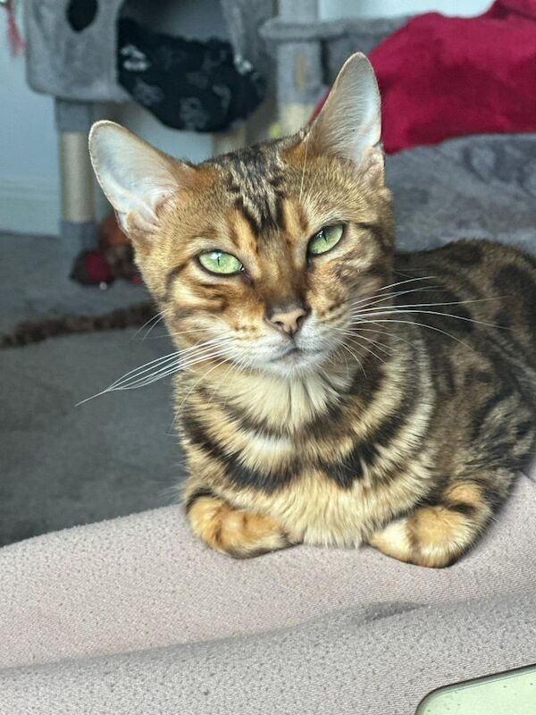 Beautiful glitter Bengal for sale - Image 2 of 15